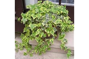 WHIN HILL NURSERIES Six Gold & Green Variegated Trailing Ivy Hedera Plants. Evergreen Hardy Indoor or Outdoor Winter Foliage. Real Living Plants.