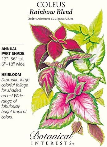 Coleus Rainbow Blend Seeds