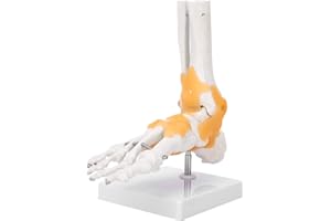 TEROR Modello anatomico del piede, modello anatomico dell'articolazione della caviglia del piede del legamento dello scheletro umano adulto