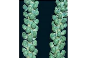 Just Seed - Brussels Sprout - Trafalgar F1-25 Seed