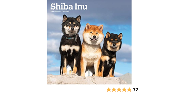 amazon shiba