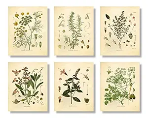 Ink Inc. Set of 6 Herb Botanical Prints, Unframed, 8x10 inch Matte, Thyme, Mint, Rosemary, Parsley, Sage, Fennel