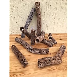 Beeindruckende TeddyBear Kaktus Röhre Höhle (Cholla, Vuka) Zuschnitt nach Wunsch (35cm)