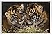 Produktbild Metall Poster Platte Wand-Dekor Blechschild von #3621 Bengal Tiger Cubs 20*30cm