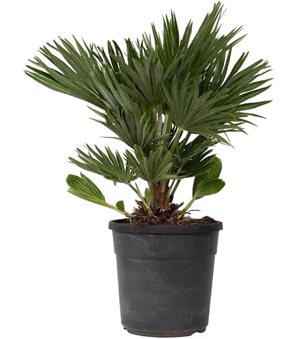 Palmier Nain Chamaerops Humilis - 110-120cm - Pot ⌀25cm - Plante Extérieur Méditerranéenne - Attitude Jardin