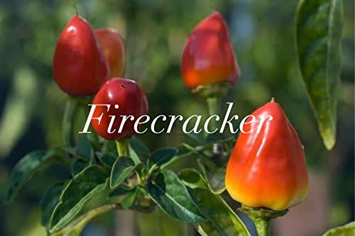 Hot Chilli Pepper - Firecracker 10 Seeds