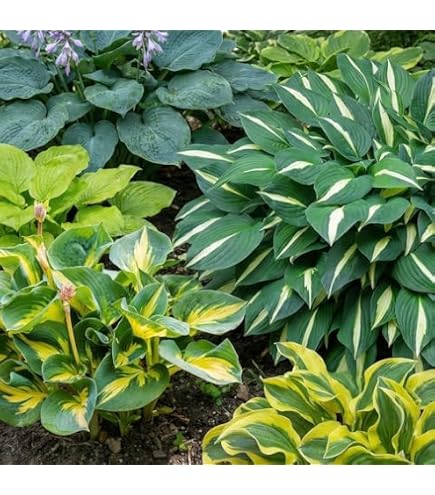 Collection Hosta Vivace Premium 10 Hybrides - Plantes Funkia Racines Nues Couvre-Sol Ombre Jardin