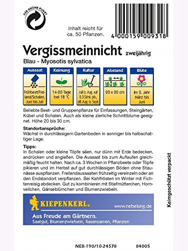 Myosotis sylvatica Vergissmeinnicht blau - 2