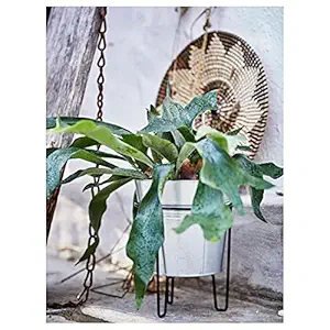 Digital Shoppy IKEA Plant Stand, in/Outdoor Black, 32 cm (12