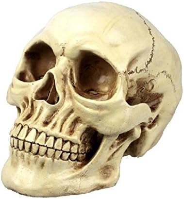 Skeleton Head Grinning Realistic Replica Human Skull Home Statue