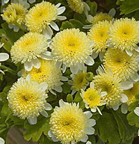 Preisvergleich Produktbild Portal Cool Mutterkraut Santana Gelb - 50 Samen