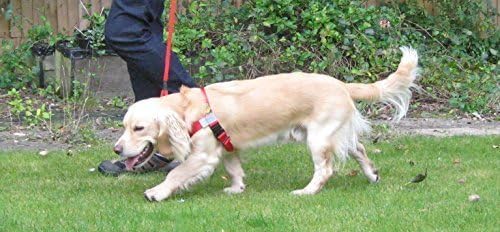 Walk Your Dog With LoveSports Edition (8-16kg, RUBY RED)