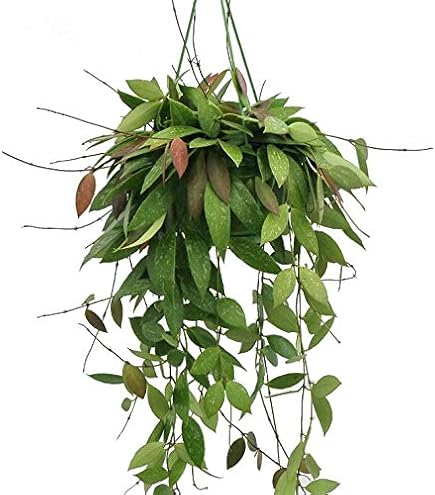 Graines De Hoya Krimson (Hoya Carnosa 'Krimson Queen') - Plante Grimpante Rare à Feuillage Panaché - Pour Pot De 14 Cm Ou Suspension - Quantité : 1 Sachet De Graines