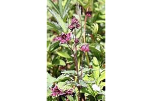 WASSERPFLANZEN WOLFF - Potentilla palustris - Comarum palustre - Sumpf-Blutauge - Fingerkraut, rot - heimisch - 2er-Set - QUALITÄTSSTAUDEN in 9x9 cm Töpfen - BLUME DES JAHRES 2025