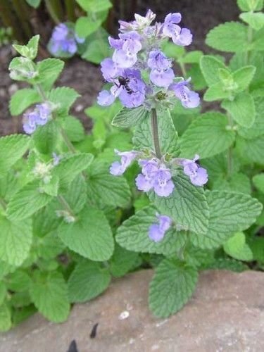 Echte Katzenminze - Nepeta cataria - Minze - Katzen - 10000 Samen