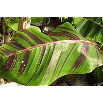 5 Red Tiger Darjeeling Banana Plant Seeds (Musa Sikkimensis) – Cold Hardy To Zone 5 – Grow Indoors/Out – SeedHead