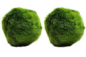 k2aqua 2 Large Marimo Moss Balls, Always Fresh Live Aquarium Plant, Cladophora aegagropila