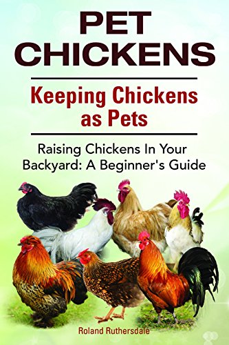Pet Chickens Raising Chickens In Your Backyard A Beginner S