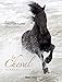 Cheval: Élément libre by 