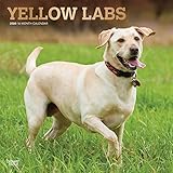 Yellow Labrador Retrievers - Weiße Labradore 2020 - 16-Monatskalender mit freier DogDays-App: Original BrownTrout-Kalender [Mehrsprachig] [Kalender] (Wall-Kalender) by 