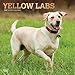 Yellow Labrador Retrievers - Weiße Labradore 2020 - 16-Monatskalender mit freier DogDays-App: Original BrownTrout-Kalender [Mehrsprachig] [Kalender] (Wall-Kalender) by 