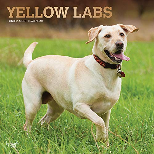 Yellow Labrador Retrievers - Weiße Labradore 2020 - 16-Monatskalender mit freier DogDays-App: Original BrownTrout-Kalender [Mehrsprachig] [Kalender] (Wall-Kalender)