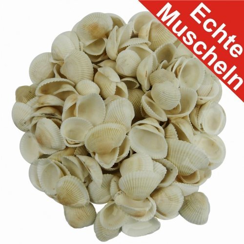 Deko Muscheln 340g echt sortiert weiss-creme Muschelschalen Dekomuscheln