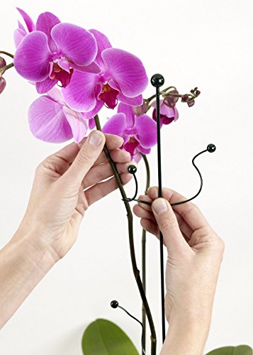 Twiggy Flexible Rankhilfe Pflanzenstütze für Büsche/Kleine Bäume/Blumen etc., 2 Stück - 2