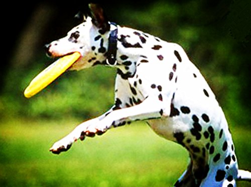 Flyer-Dog-ToyMeiyaa-Foldable-And-Soft-Dog-Training-Toy-Frisbee-Flying-Disc-Tooth-Resistant-For-Outdoor6-Colours