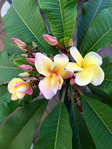 Kombipack Plumeria Frangipanierde zum selber Mischen für 10 Liter Erde + Dünger - 3