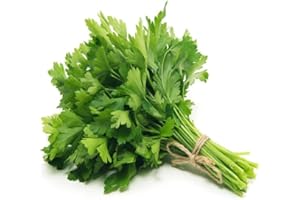 HAPPY GREEN SHOP Parsley Italian Giant - 3500 Seeds + Freebie + Plant Tag - Petroselinum crispum, Green