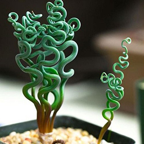 Hanbaili 2 Pack Spring Grass Seeds, 50Pcs / Pack Rare Bonsai Plants Seeds for Home Garden Planting