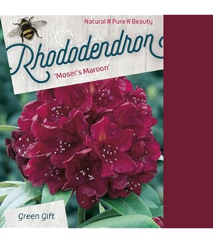 INKARHO - Rhododendron Annika 25-30cm - Rhododendron williamsianum -  lebende Gartenpflanze aus den Baumschulen : Amazon.de: Garten