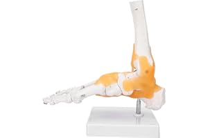 LIZEALUCKY Modello Scientifico della Caviglia del Piede Umano, Anatomia Medica a Grandezza Naturale Modello di Scheletro del Piede Modello di Anatomia della Caviglia del Piede con Base, Modello Anatomico Dell'ar