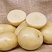 Produktbild Portal Cool Casablanca: Casablanca Saatkartoffeln - Certified Scottish Seed (Klasse E) Erste Früh