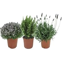 Amazon.es: Recipientes para plantas y accesorios: Jardín ...