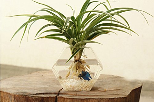 Gazechimp Transparent Sechseckig Form Hängevase Glas Vase Glasvase Blumenvase Wand DIY Balkon Dekoration - 2