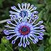 Produktbild WuWxiuzhzhuo 50 Blau Daisy Pflanzen Blume Samen, Decor Blumen Ornament Home Garden 1