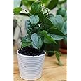 Cloud Farm Betel Leaf/Banarasi Maghai Paan Rare Healthy Live Plant, Medicinal Herb Pack of 1 CF_11