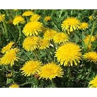 Gewöhnlicher Löwenzahn - Taraxacum officinale - Dandelion - 1000 Samen