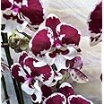 Rare Phalaenopsis Orchid 'Untold Stories' Indoor Plant Flowering in 12 cm Pot 2 br 60 cm
