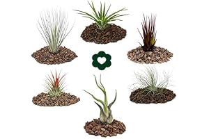 6 av de mest populära Tillandsia-setet