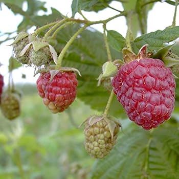 Himbeere 'Aroma Queen' - Herbsthimbeere mit Waldhimbeer