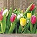 Produktbild Paw Lunchservietten Design COLORFUL TULIPS