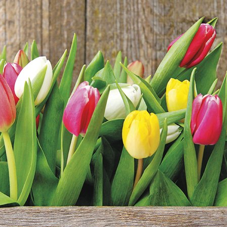 Preisvergleich Produktbild Paw Lunchservietten Design COLORFUL TULIPS