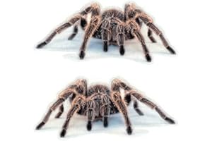 bopely Adesivo per Auto Ragno 3D Autolavoro Automatico Adesivo per Decalcinezione in Vinile Impermeabile per Decorazioni Murali per Il Paraurti per Motociclisti per Camion per Auto