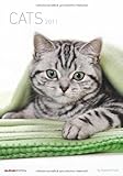Cats 2011 by 