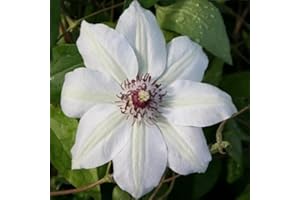 Clematis Miss Bateman - Kletterpflanze - Weiß, Mehrjährig & Winterhart - 1,5 Liter Topf | ClematisOnline