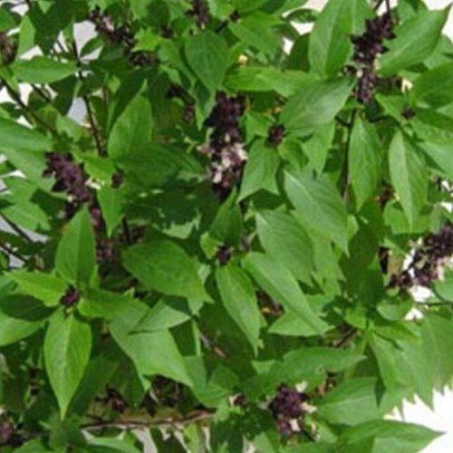 Ocimum tenuiflorum - indisches Basilikum "Tulsi" - heiliges Basilikum - 100+ Samen