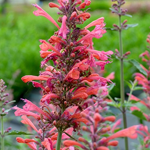 lichtnelke - Duftnessel (Agastache) Kudos Coral